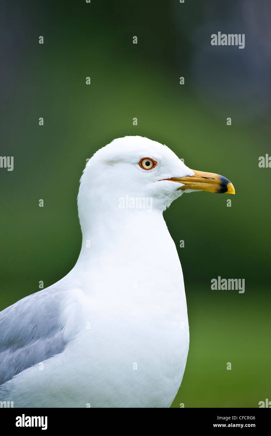 Ring-billed Gull, (Larus Delawarensis) Stockfoto