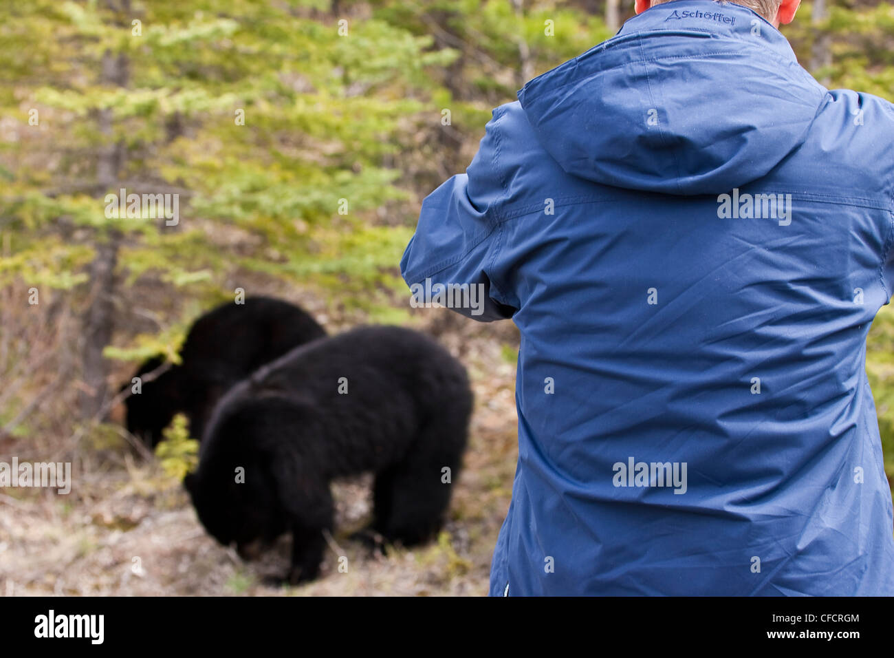 Mann, der durch ein paar Schwarzbären (Ursus Americanus) zu ernähren Stockfoto