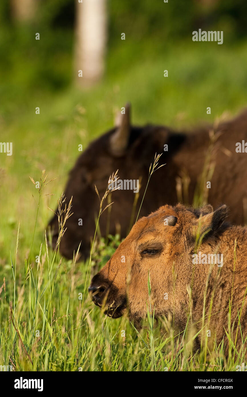 Bison Kalb und Kuh in hohe Gräser zu schlafen. Stockfoto