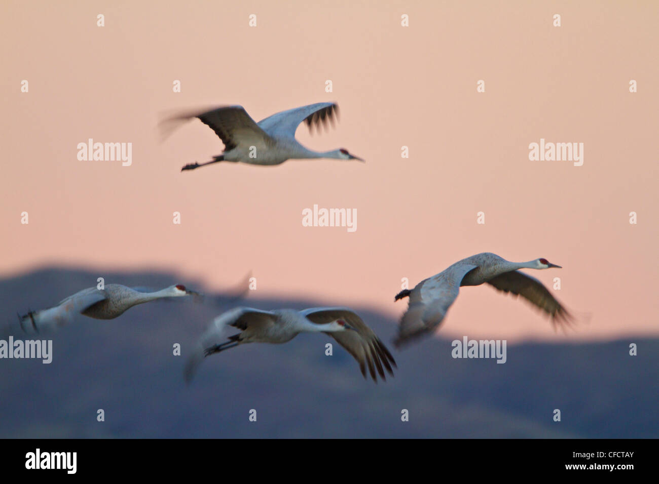 Sandhill Kran Grus Canadensis fliegen Bosque del Stockfoto