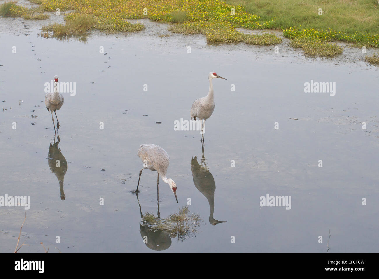 Sandhill Kran (Grus Canadensis) in einem Sumpfgebiet in der Nähe von Vancouver, British Columbia, Kanada. Stockfoto