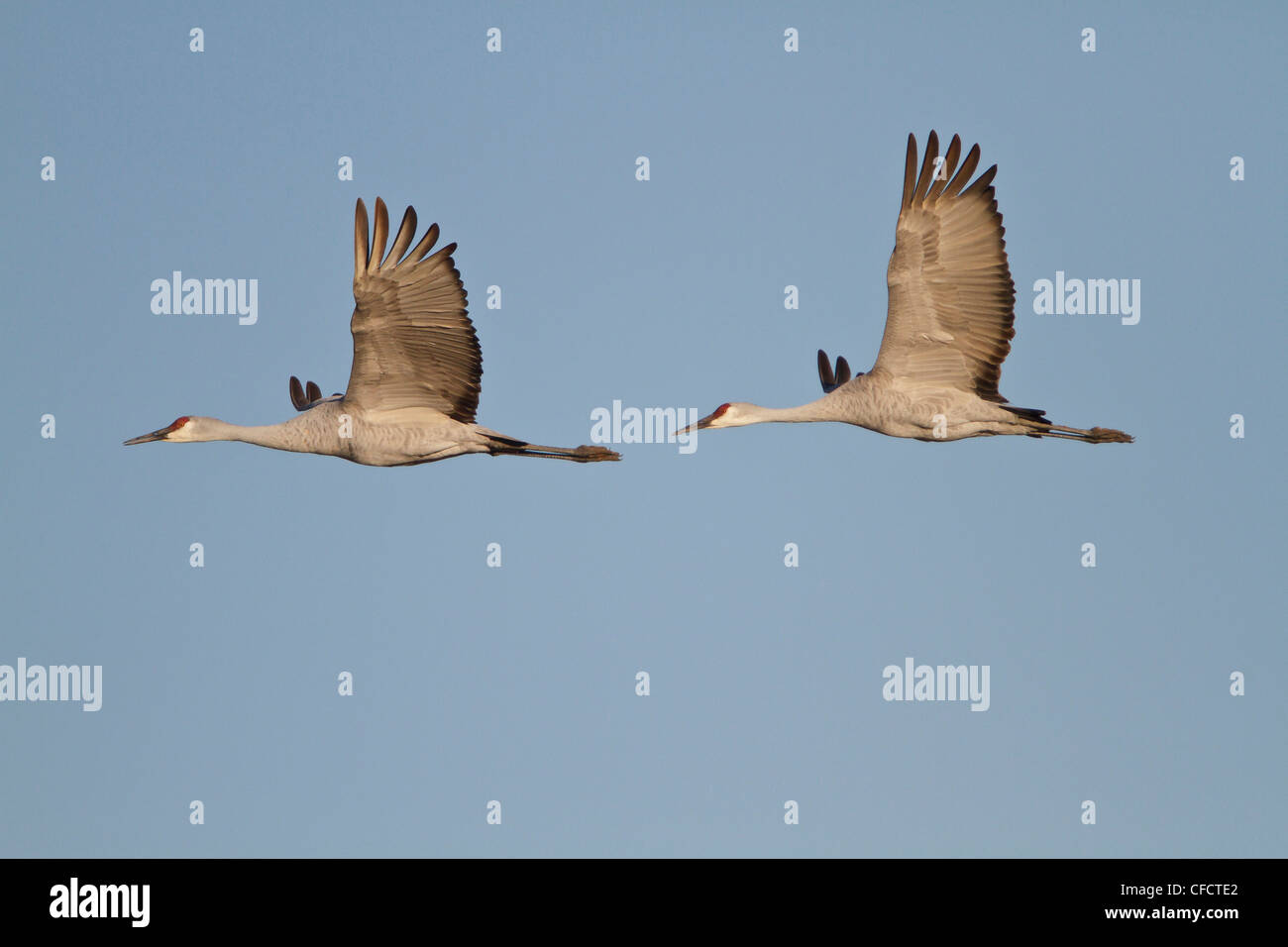 Sandhill Kran Grus Canadensis fliegen Bosque del Stockfoto