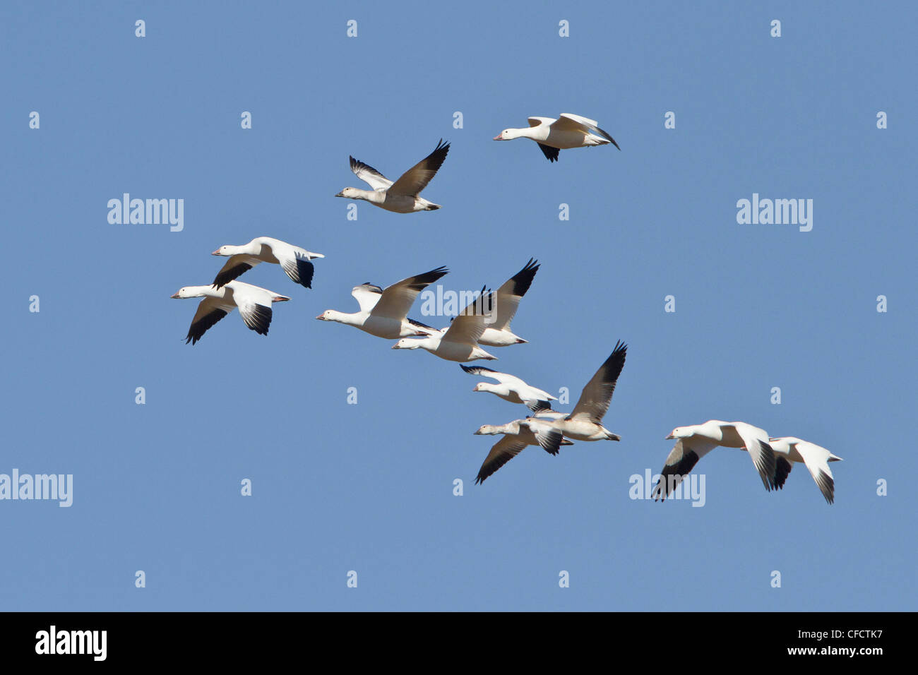 Snow Goose Chen Caerulescens fliegen Bosque del Stockfoto