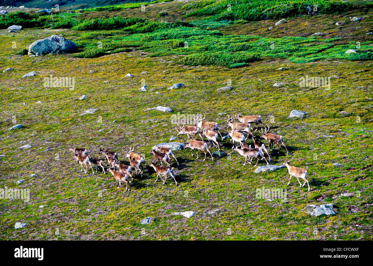 (Rangifer Tarandus), Caribou Herde, Gross Morne National Park, Neufundland, Kanada Stockfoto