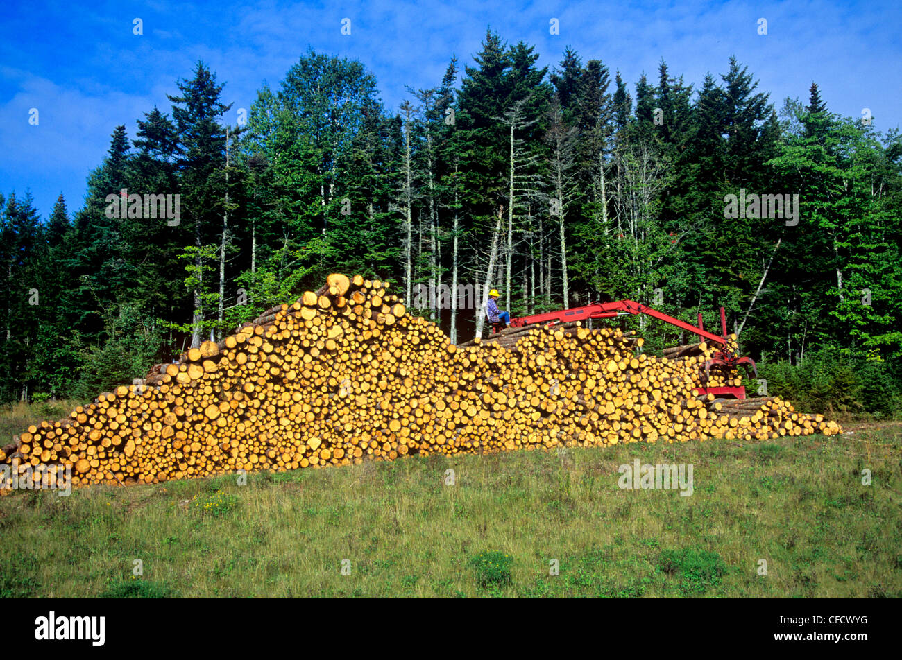 Laden von Faserholz nahe Pictou, Nova Scotia, Kanada Stockfoto