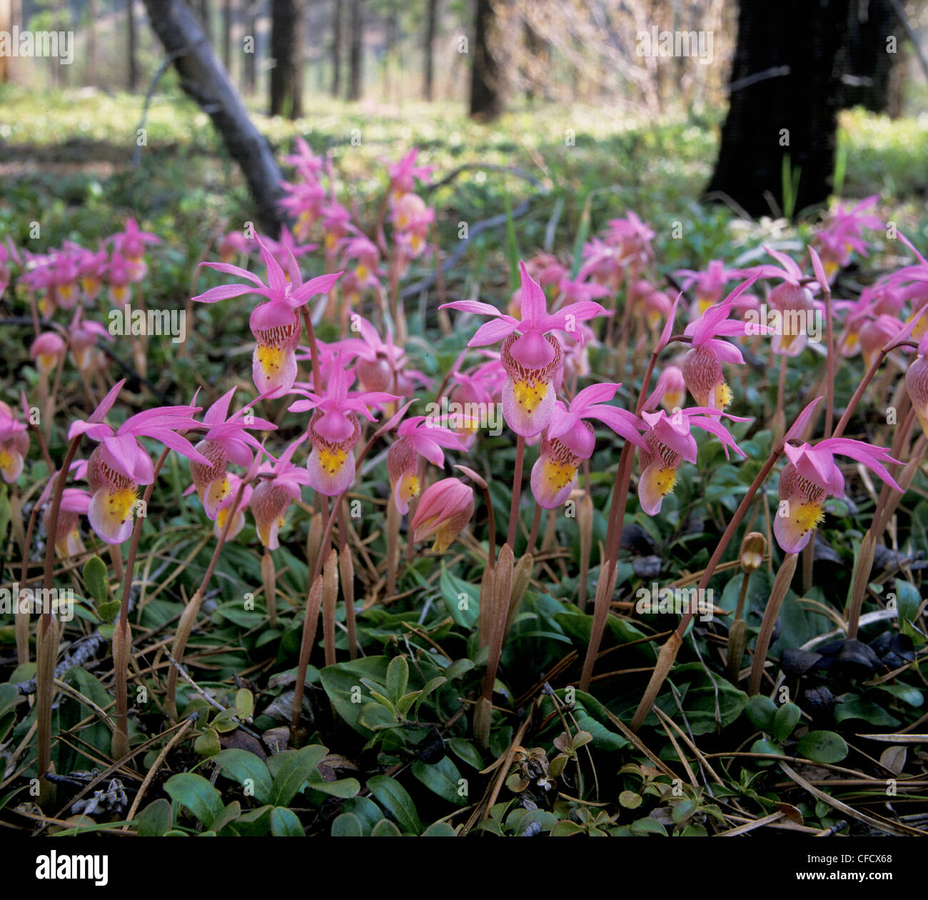 Calypso-Orchidee (Calypso Bulbosa), auch bekannt als Venus Pantoffel in Lodgepole Kiefern (Pinus Contorta) Stockfoto