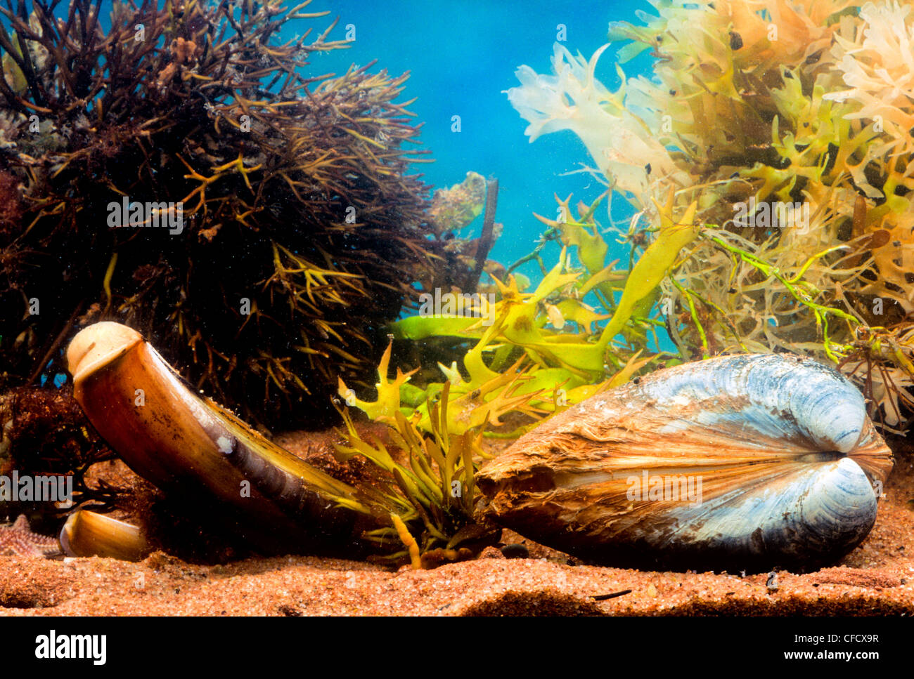 (Ensis Directus), gemeinsame Razor Clam und (Spisula Solidissima) Stockfoto