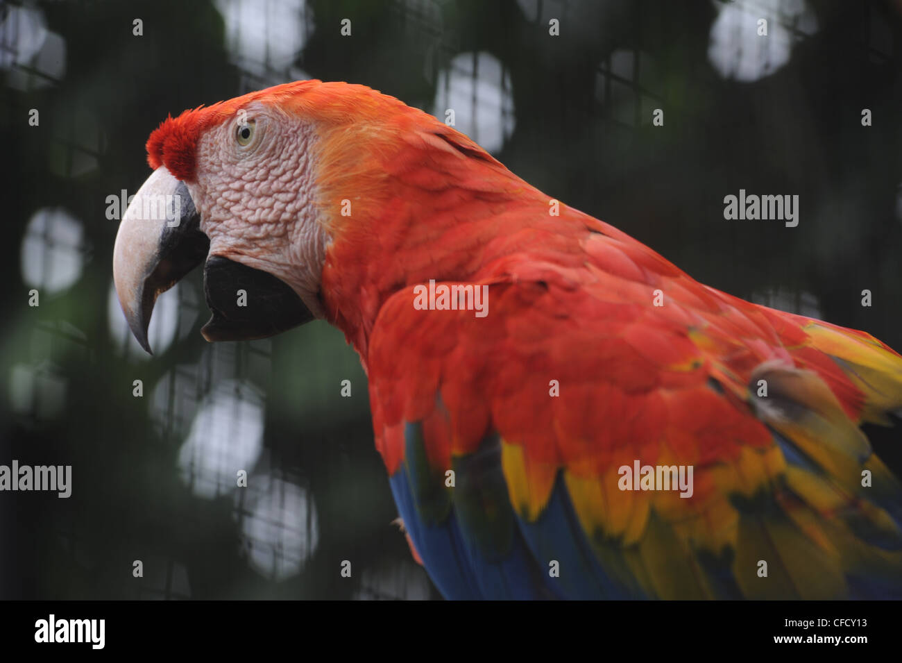 Papagei Arara Macao im Parque Das Aves, Brasil Stockfoto