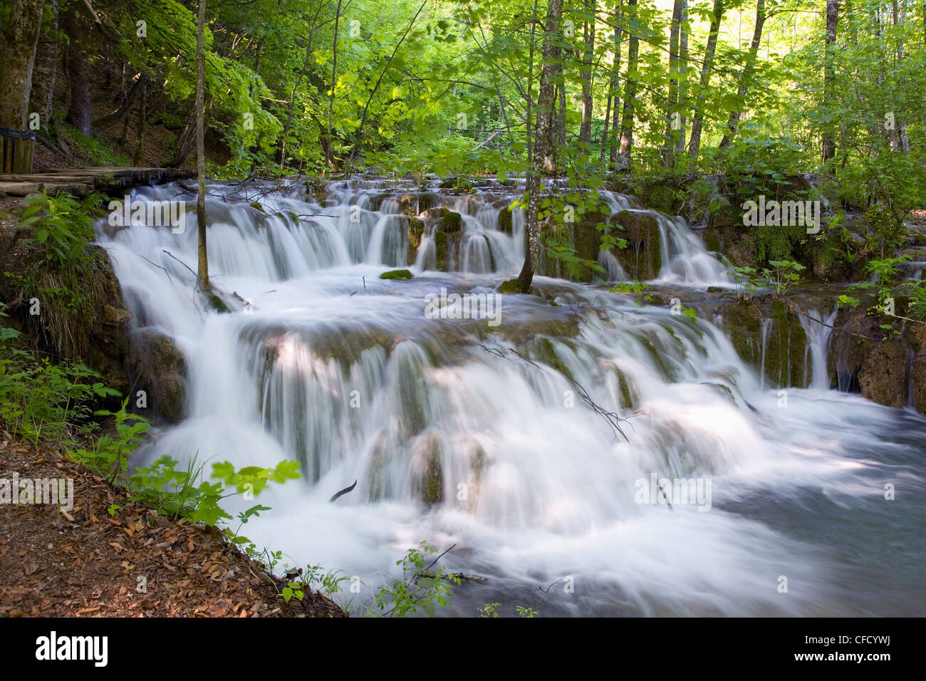 Attraktive Kaskaden unter Wald, Nationalpark Plitvicer Seen (Plitvicka Jezera), Lika-Senj County, Kroatien Stockfoto