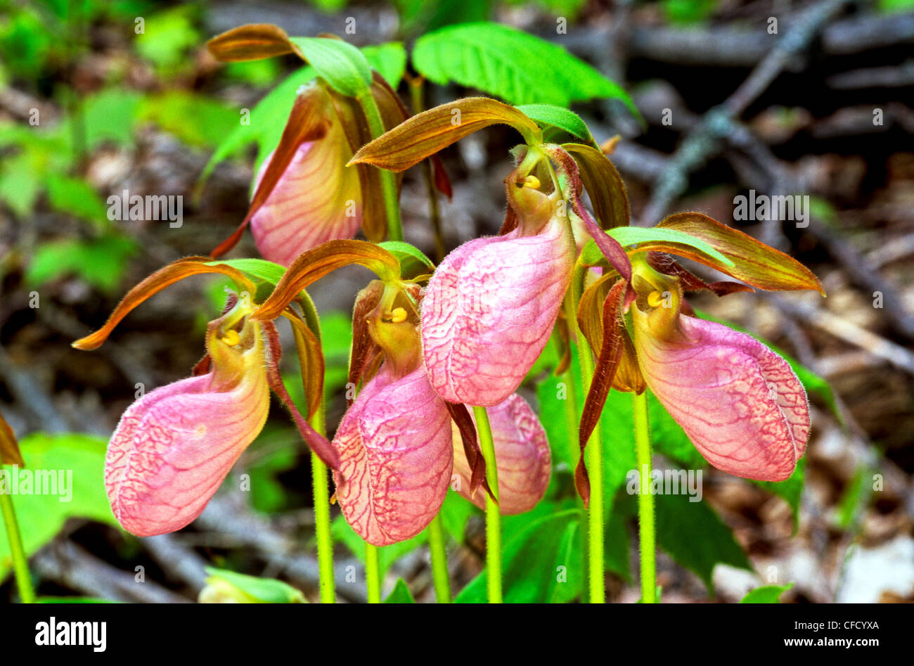 (Cypripedium Acaule) Frauenschuh rosa, rosa Mokassin-Blume, (Orchidaceae), Prince Edward Island, Orchideen, Pflanzen, Wildblume Stockfoto