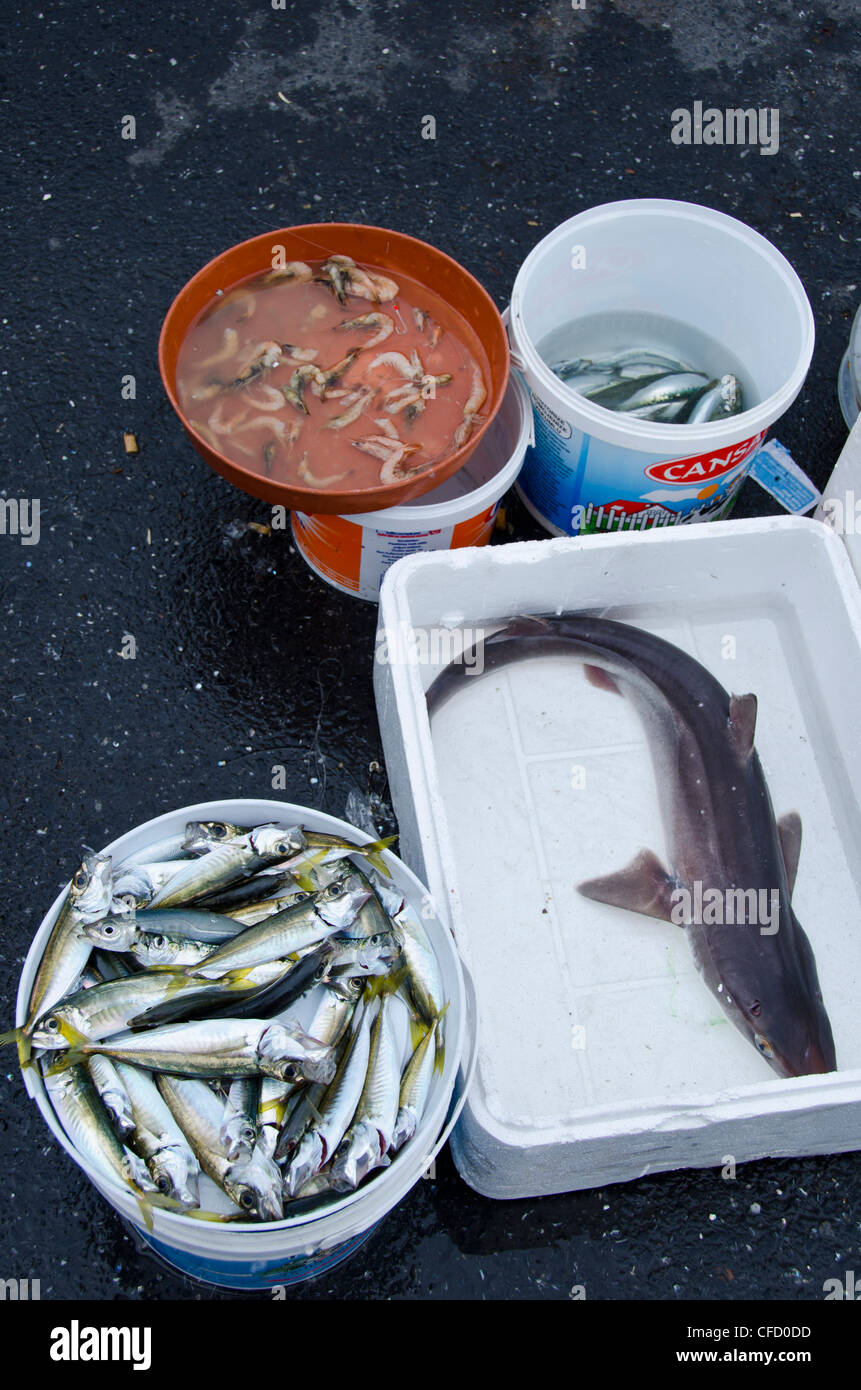 Sardinen und kleinen Hai gefangen in Bosphrus, Istanbul, Türkei Stockfoto