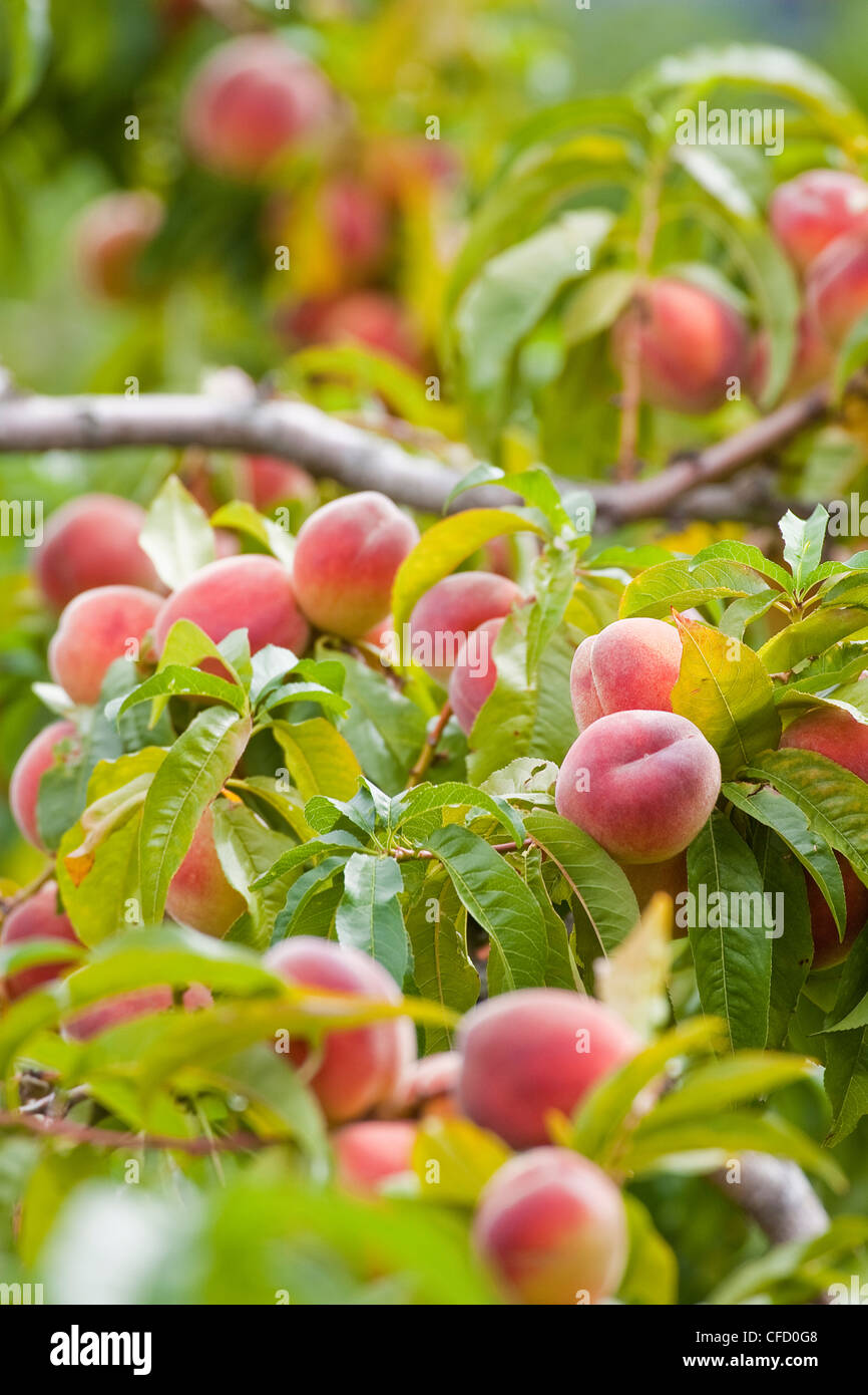 Pfirsiche wachsen auf Pfirsichbaum, Britisch-Kolumbien, Kanada Stockfoto