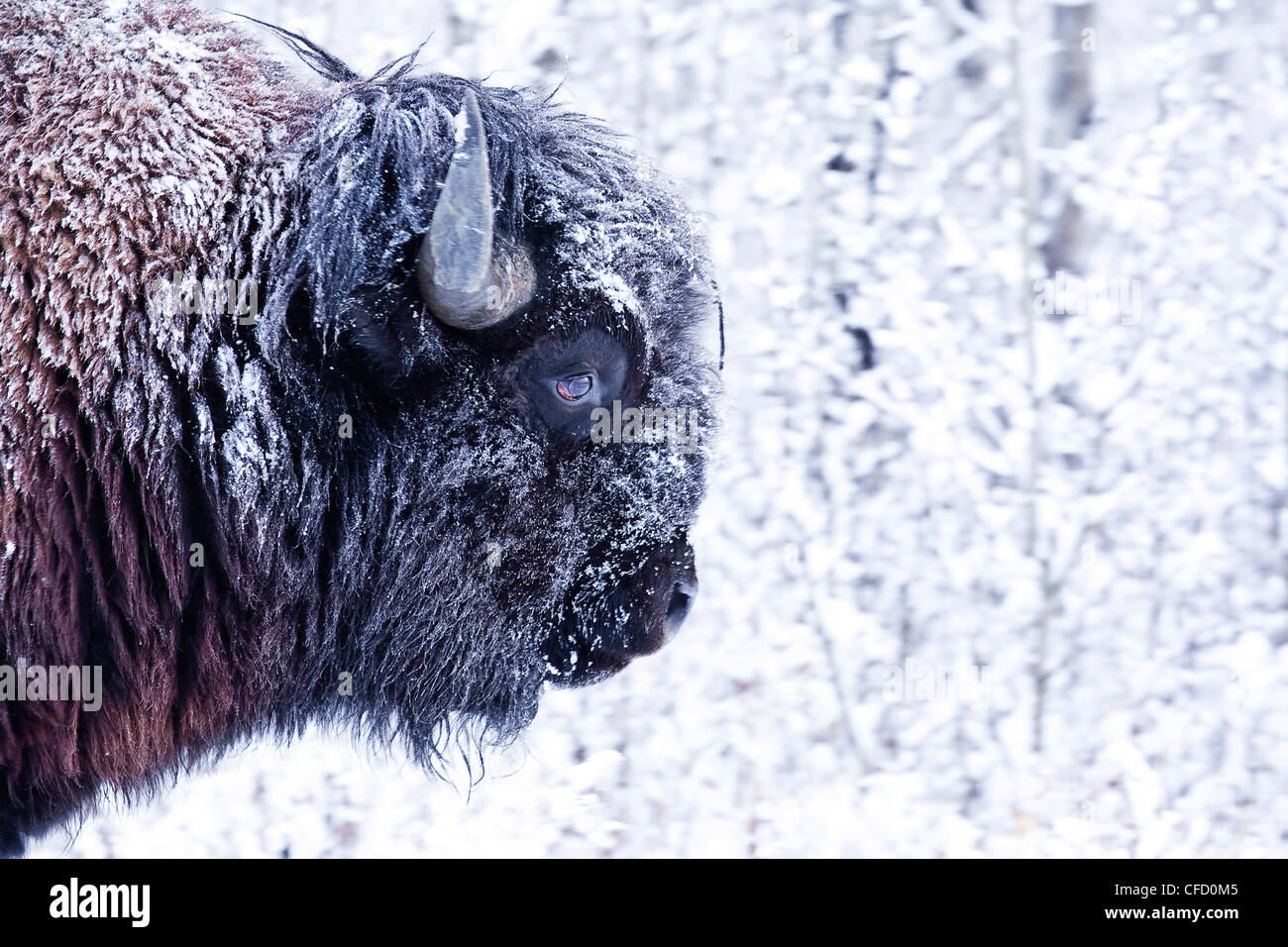 Schneebedeckte Bull Bison, (Bos Bison), Elk Island National Park, Alberta, Kanada Stockfoto