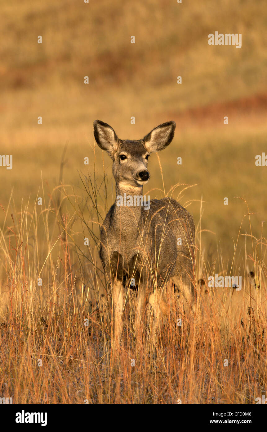 Maultierhirsch (Odocoileus Hemionus) in hohe Gräser, Custer State Park, South Dakota, Vereinigte Staaten von Amerika stehen. Stockfoto