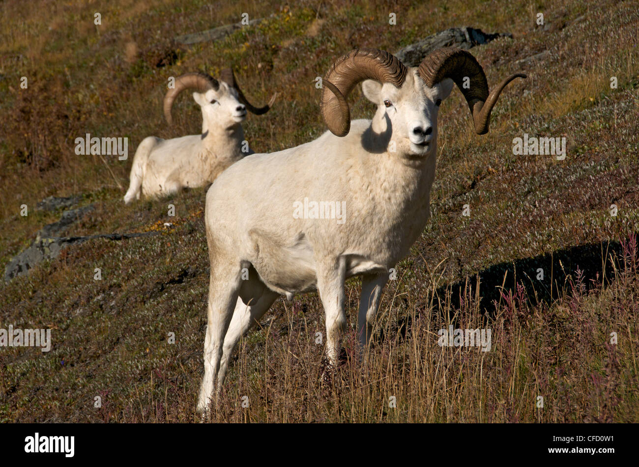 Dall-Schafe (männlich) (Ovis Dalli) entspannen Sie sich auf felsigen Berghang von Alaska, Nord-Amerika. Stockfoto