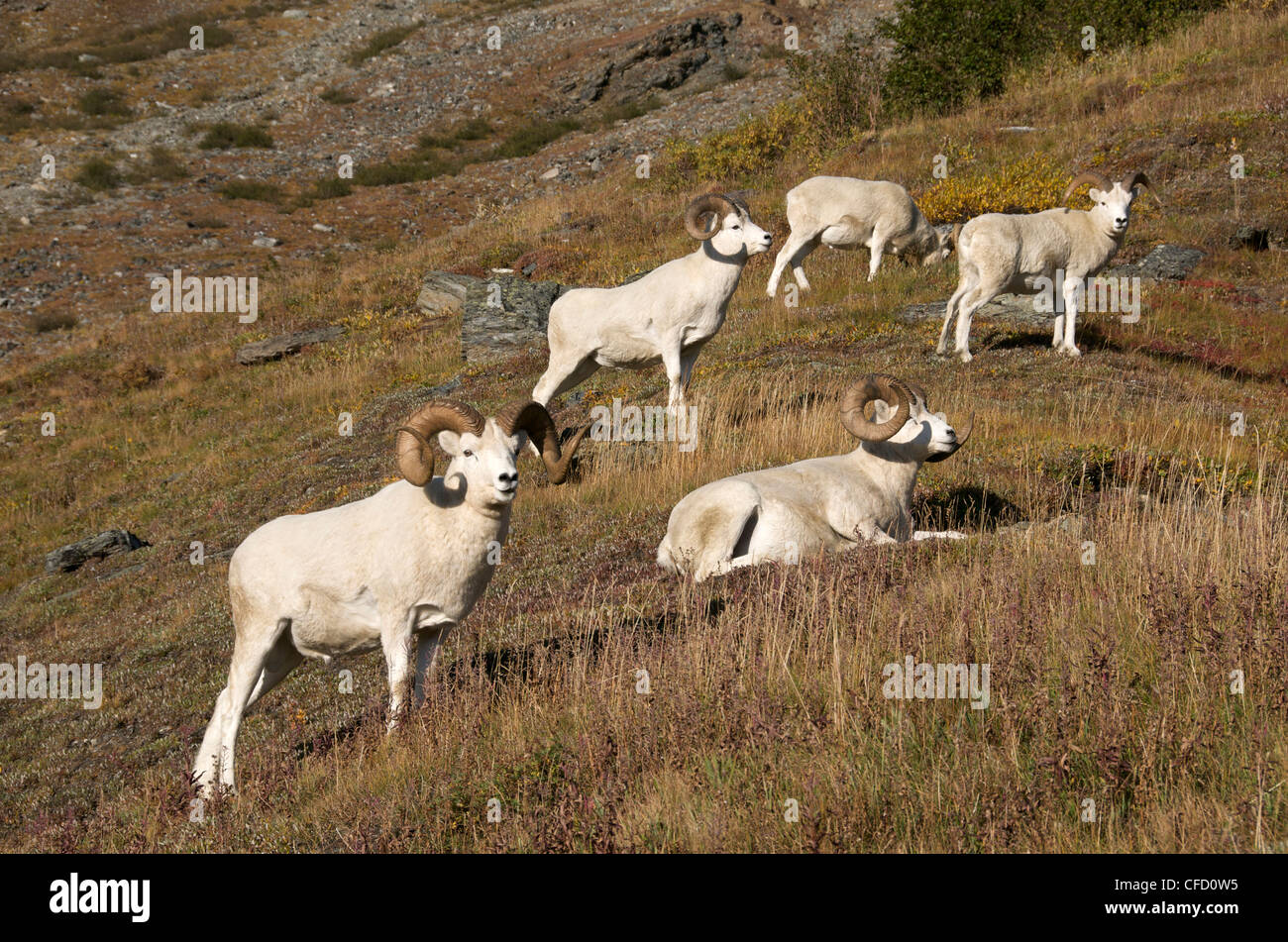 Band der Dall-Schafe (männlich) (Ovis Dalli) entspannt auf felsigen Berghang von Alaska, Nord-Amerika. Stockfoto