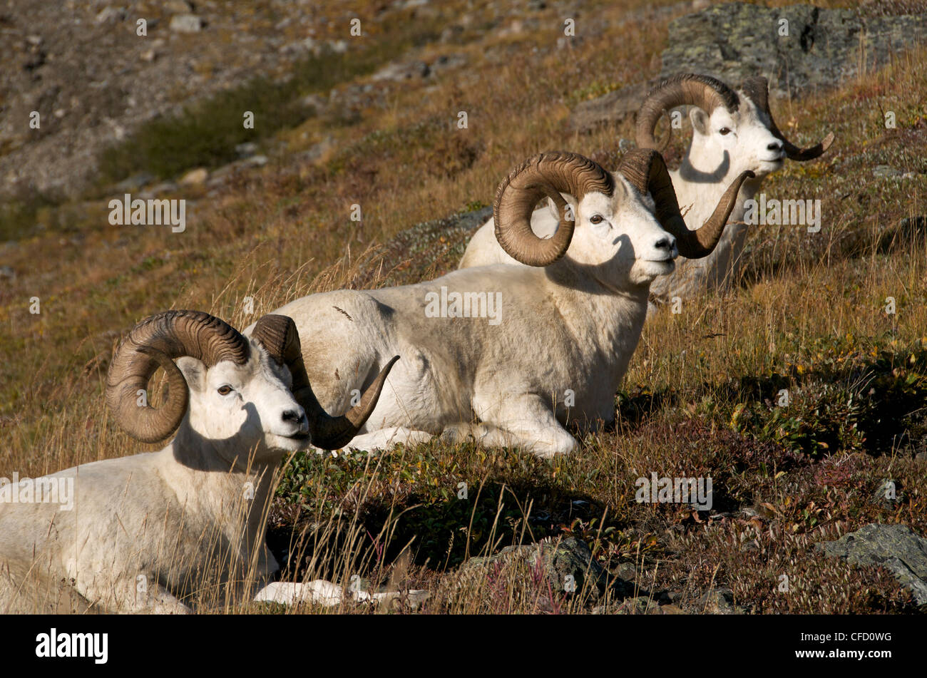 Band der Dall-Schafe (männlich) (Ovis Dalli) entspannt auf felsigen Berghang von Alaska, Nord-Amerika. Stockfoto