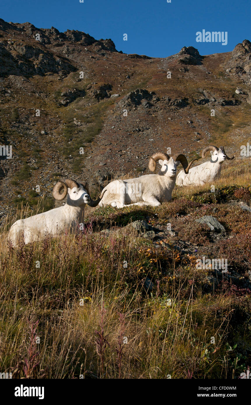 Band der Dall-Schafe (männlich) (Ovis Dalli) entspannt auf felsigen Berghang von Alaska, Nord-Amerika. Stockfoto