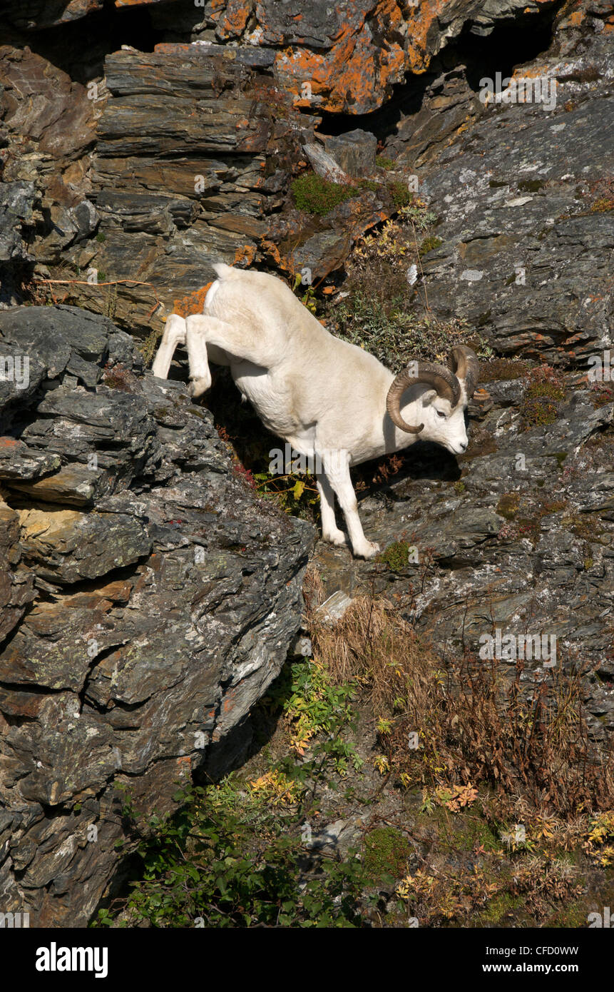 Dall-Schafe (Ovis Dalli) absteigend Berghang Trail. Alaska, Nord-Amerika. Verfügt über spezielle Hufe für den Übergang über die Felsen. Stockfoto