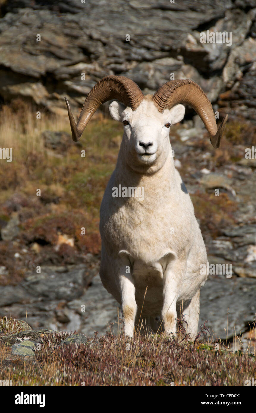 Nahaufnahme der Dall-Schafe (Ovis Dalli) stehend auf felsigen Berghang. Alaska, Nord-Amerika. Stockfoto
