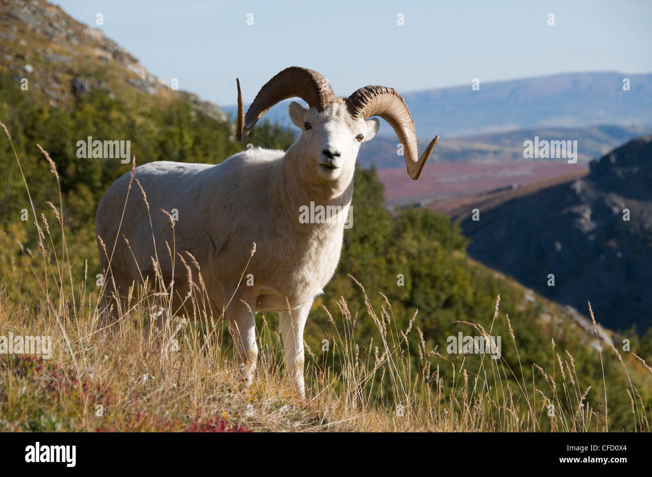 Nahaufnahme von Dall-Schafe (Ovis Dalli) stehen im Herbst Alpenkulisse, Alaska, Nordamerika. Stockfoto