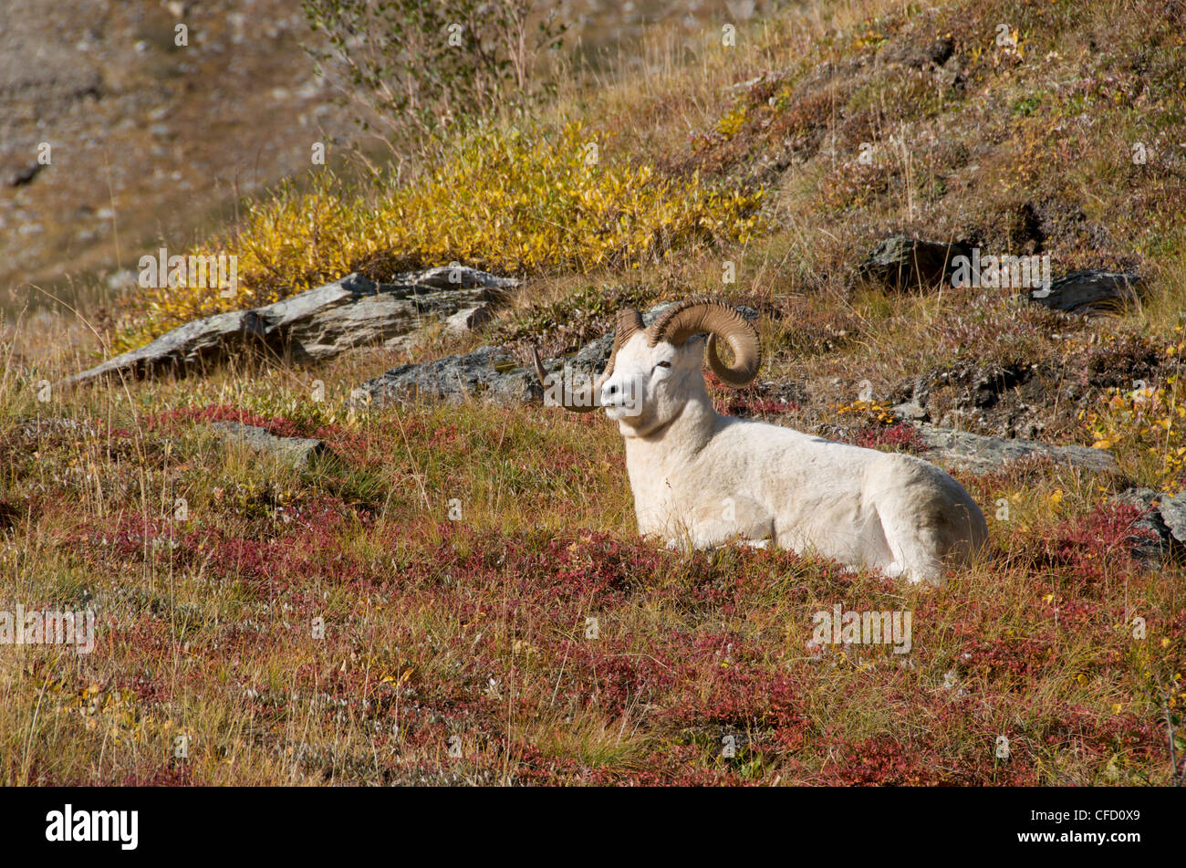 Dall-Schafe (Ovis Dalli) Festlegung im Herbst alpine Vegetation. Alaska, Nord-Amerika. Stockfoto