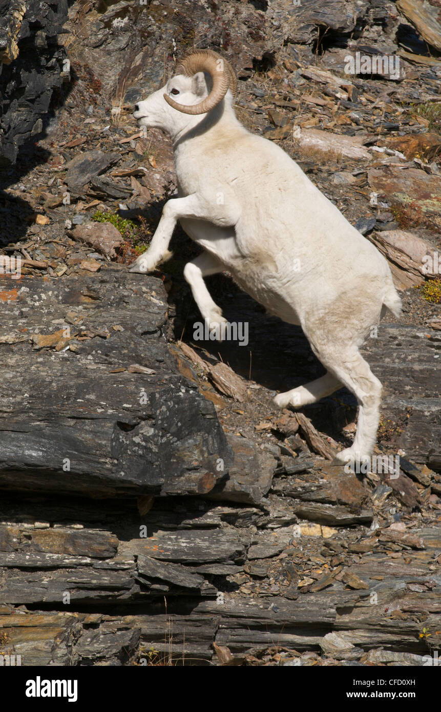 Dallschafe männlichen Ovis Dalli auf felsigen Aufstieg Stockfoto