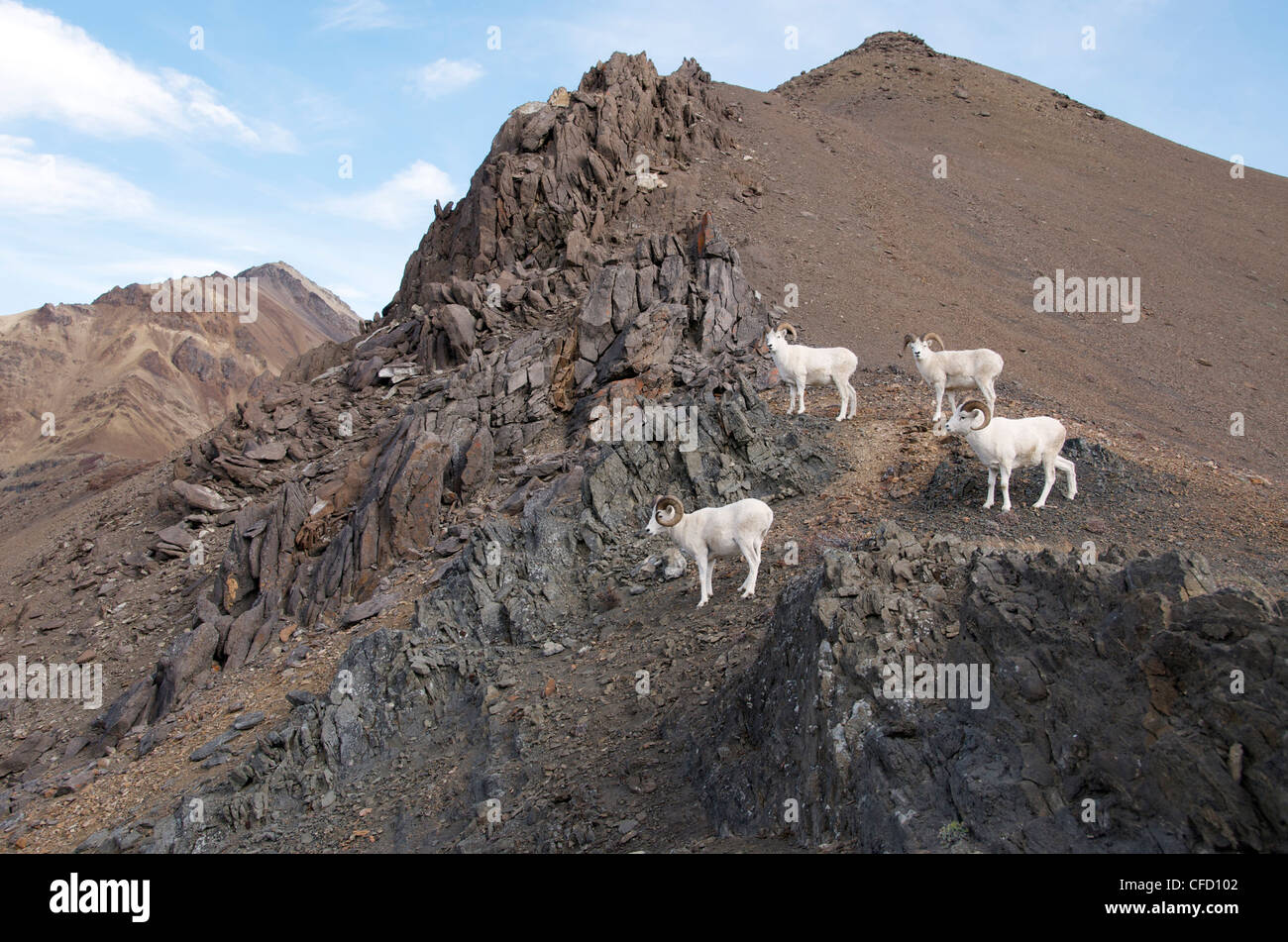 Dall-Schafe (männlich) (Ovis Dalli) ist eine Art von Schafen in nordwestlichen Nordamerika beheimatet. Stockfoto