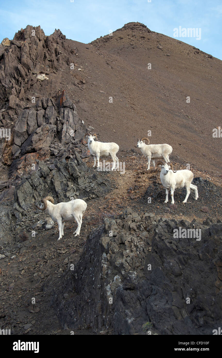 Dall-Schafe (männlich) (Ovis Dalli) ist eine Art von Schafen in nordwestlichen Nordamerika beheimatet. Stockfoto