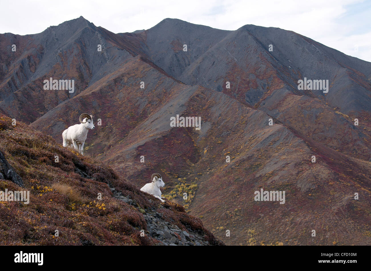 Dall-Schafe (männlich) (Ovis Dalli) ist eine Art von Schafen in nordwestlichen Nordamerika beheimatet. Stockfoto