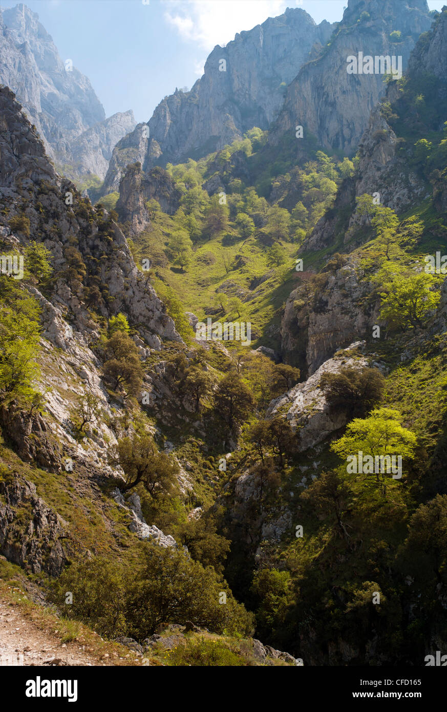 Kümmert sich Schlucht, Picos de Europa, Castilla y Leon, Spanien, Europa Stockfoto