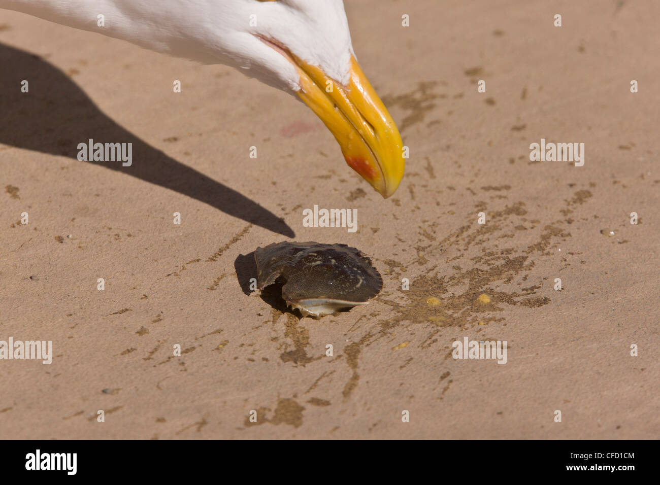 Westliche Möve, Larus Occidentalis, Krabben essen; Bolinas Bay, Kalifornien, USA Stockfoto