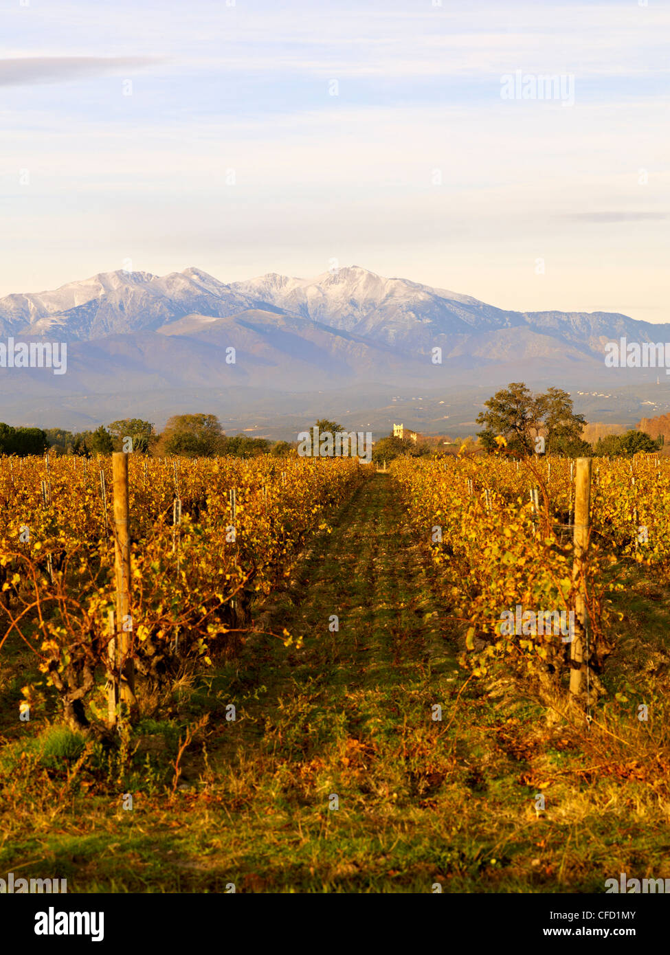 Weinberge und Canigou Berg, Languedoc Roussillon, Frankreich, Europa Stockfoto