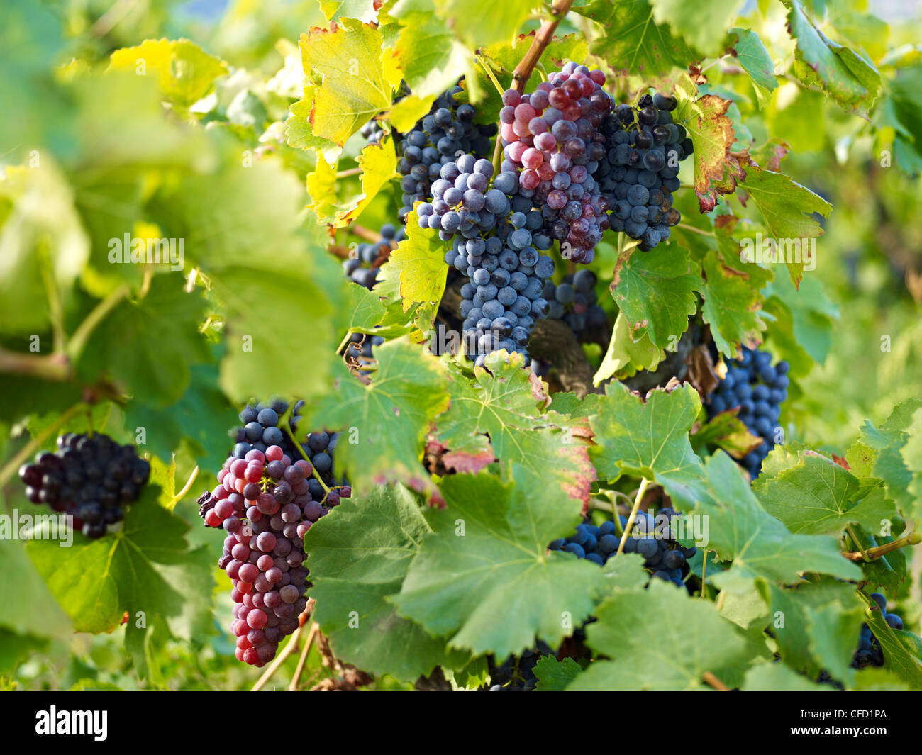 Trauben auf Reben, Languedoc Roussillon, Frankreich, Europa Stockfoto