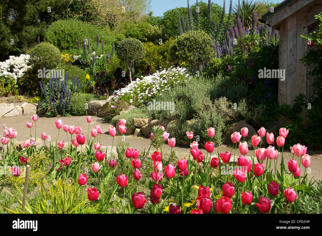 Klostergarten, Tresco, Isles of Scilly, Vereinigtes Königreich, Europa Stockfoto