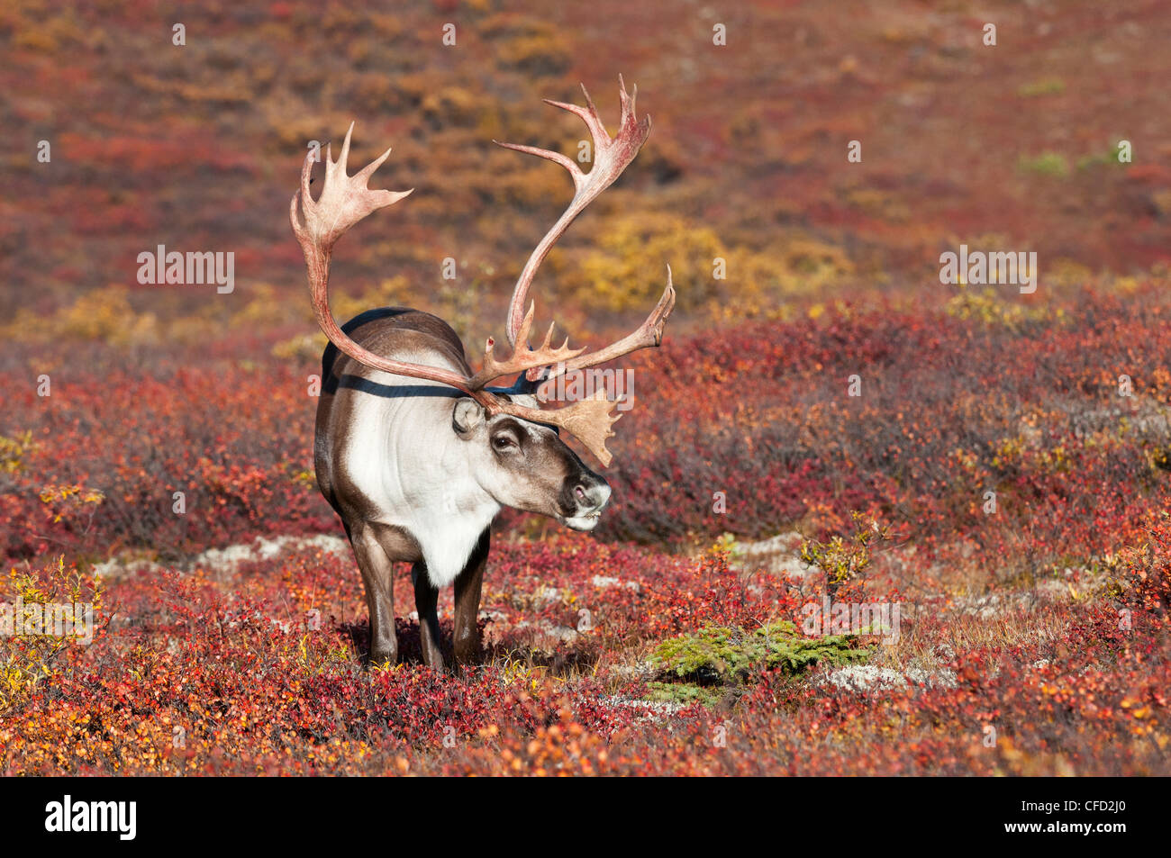 Karge Boden Caribou (Rangifer Tarandus Granti), Stier, in Herbst Tundra, Denali National Park, Alaska, Vereinigte Staaten von Amerika Stockfoto