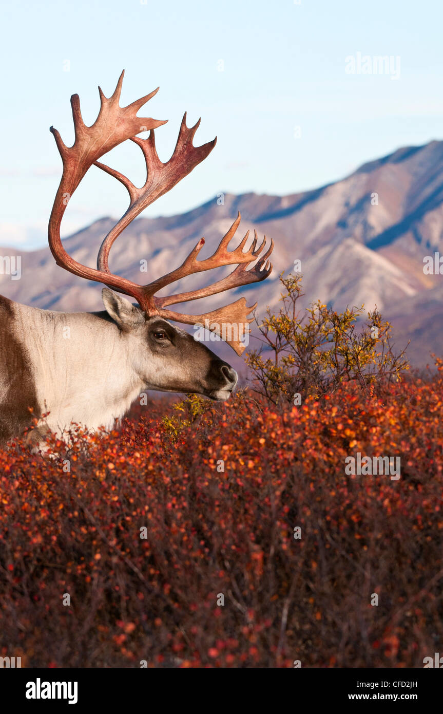 Karge Boden Caribou (Rangifer Tarandus Granti), Stier, in Herbst Tundra, Denali National Park, Alaska, Vereinigte Staaten von Amerika Stockfoto