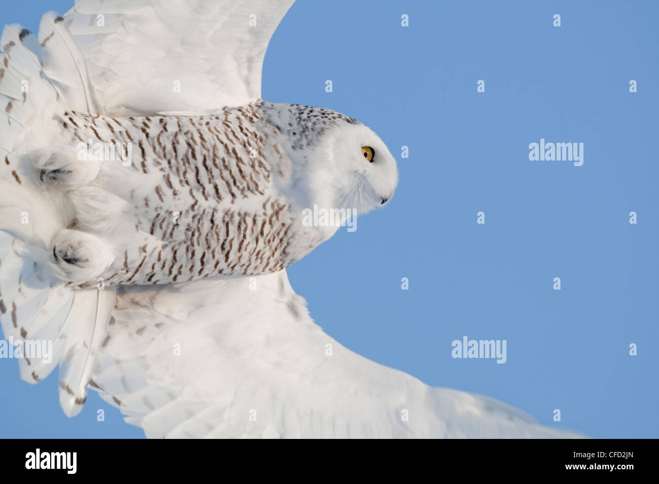 Schneeeule im Flug, Ottawa, Kanada Stockfoto