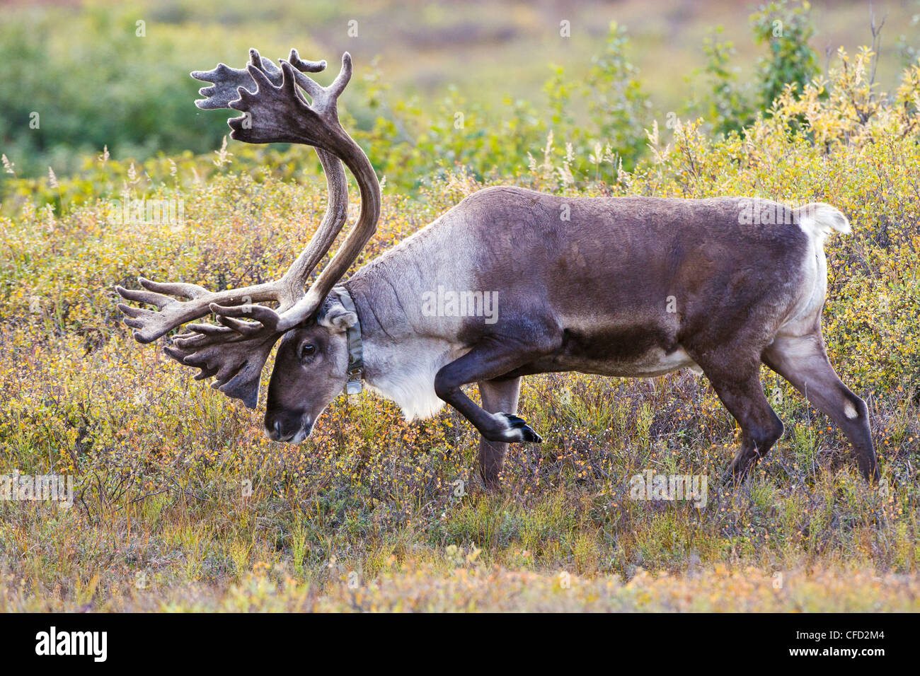 Karge Boden Caribou Rangifer Tarandus granti Stockfoto