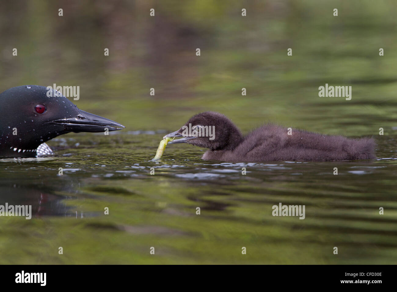 Gemeinsamen Loon (Gavia Immer), adult füttern Libelle Naiad (O. Odonata), Küken, Lac Le Jeune, Britisch-Kolumbien, Kanada Stockfoto