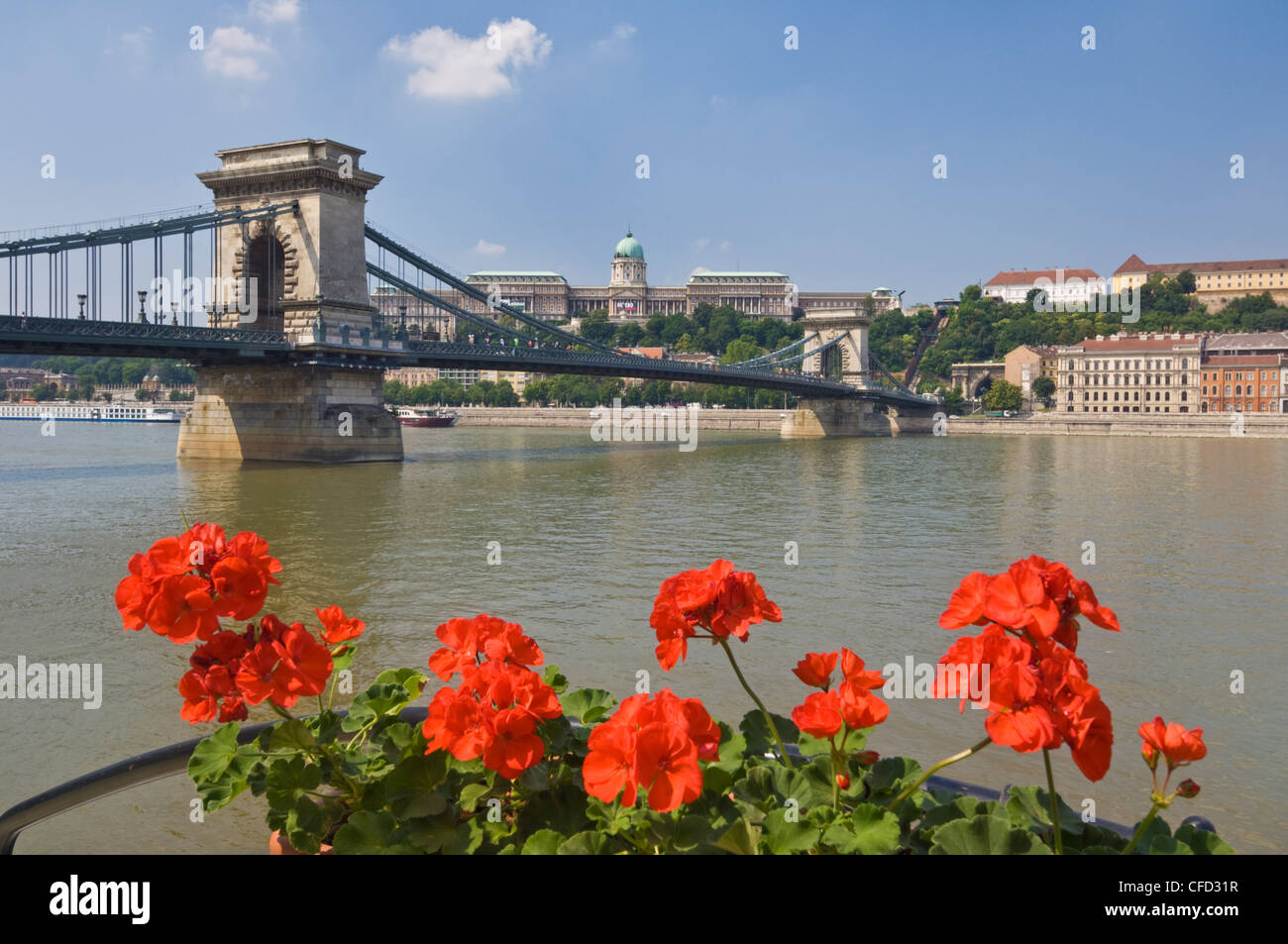 Rote Geranien und der Kettenbrücke (Szechenyi Lánchíd) über die Donau, Budapest, Ungarn Stockfoto