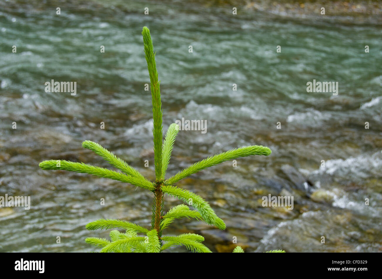Anführer der jungen Fichte von Creek, British Columbia, Kanada Stockfoto