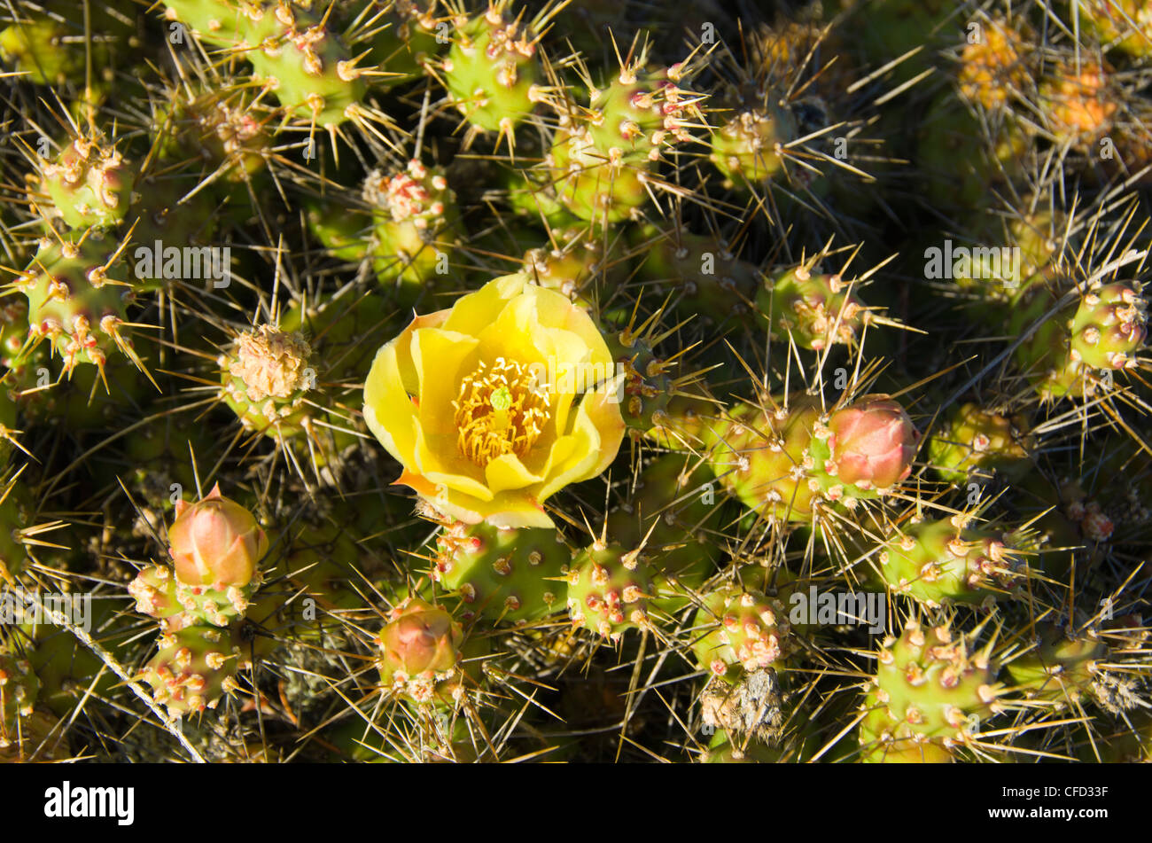 Stachelige Birne Kaktus Blüte auf Moresby Island, die Gulf Islands, British Columbia, Kanada Stockfoto