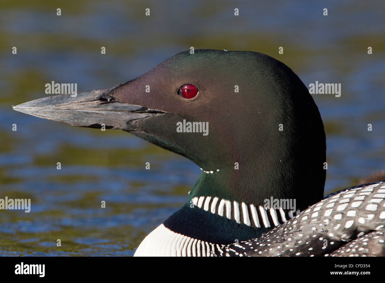 Gemeinsamen Loon (Gavia Immer), in der Zucht Gefieder, Lac Le Jeune, British Columbia, Kanada Stockfoto