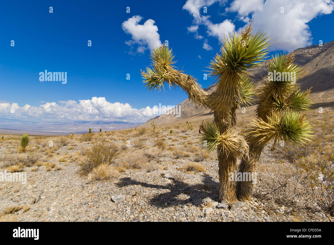 Joshua Baum Wald (Yucca Brevifolia), auf der Rennstrecke Straße, Death Valley Nationalpark, Kalifornien, Vereinigte Staaten von Amerika Stockfoto