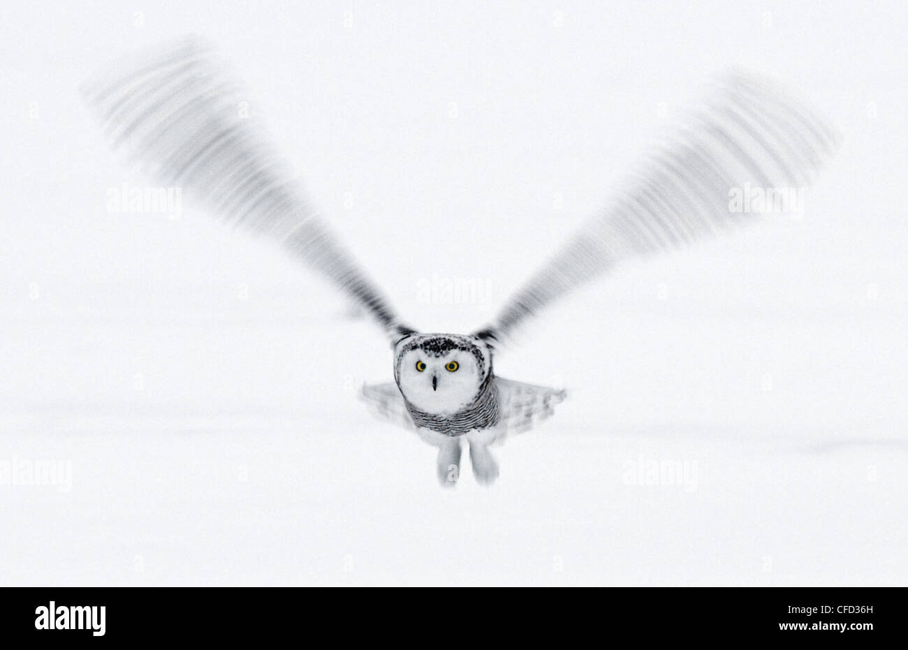 Schneeeule im Flug, Ottawa, Kanada Stockfoto