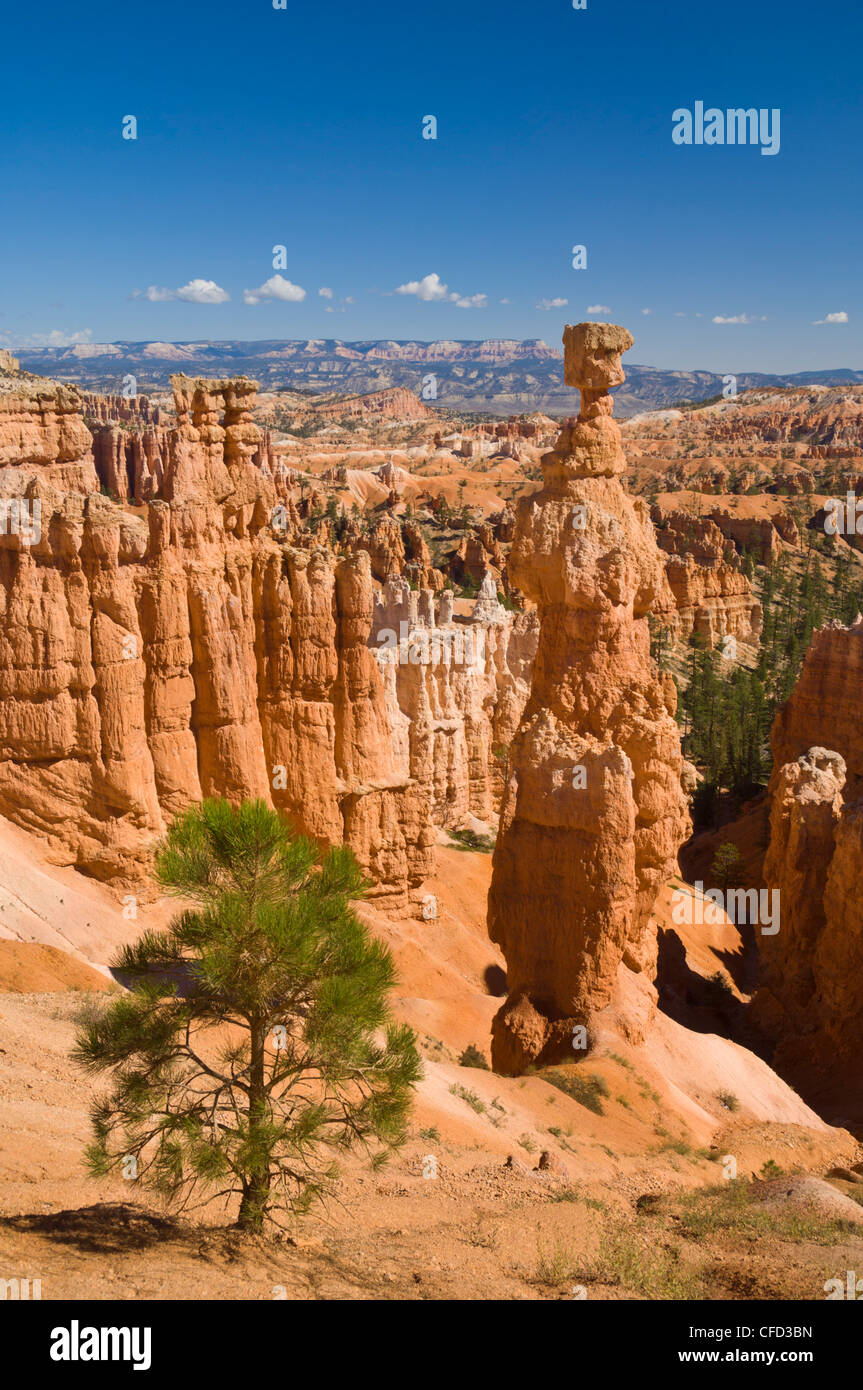 Der Hammer des Thor, Bryce-Canyon-Nationalpark, Utah, USA Stockfoto