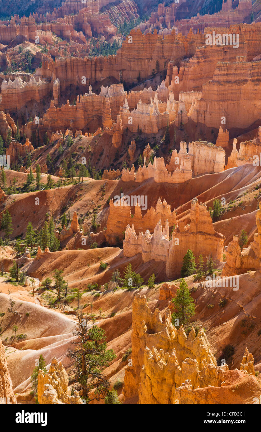 Hinterleuchtete Sandstein Hoodoos im Bryce Amphitheater, Bryce-Canyon-Nationalpark, Utah, Vereinigte Staaten von Amerika, Stockfoto