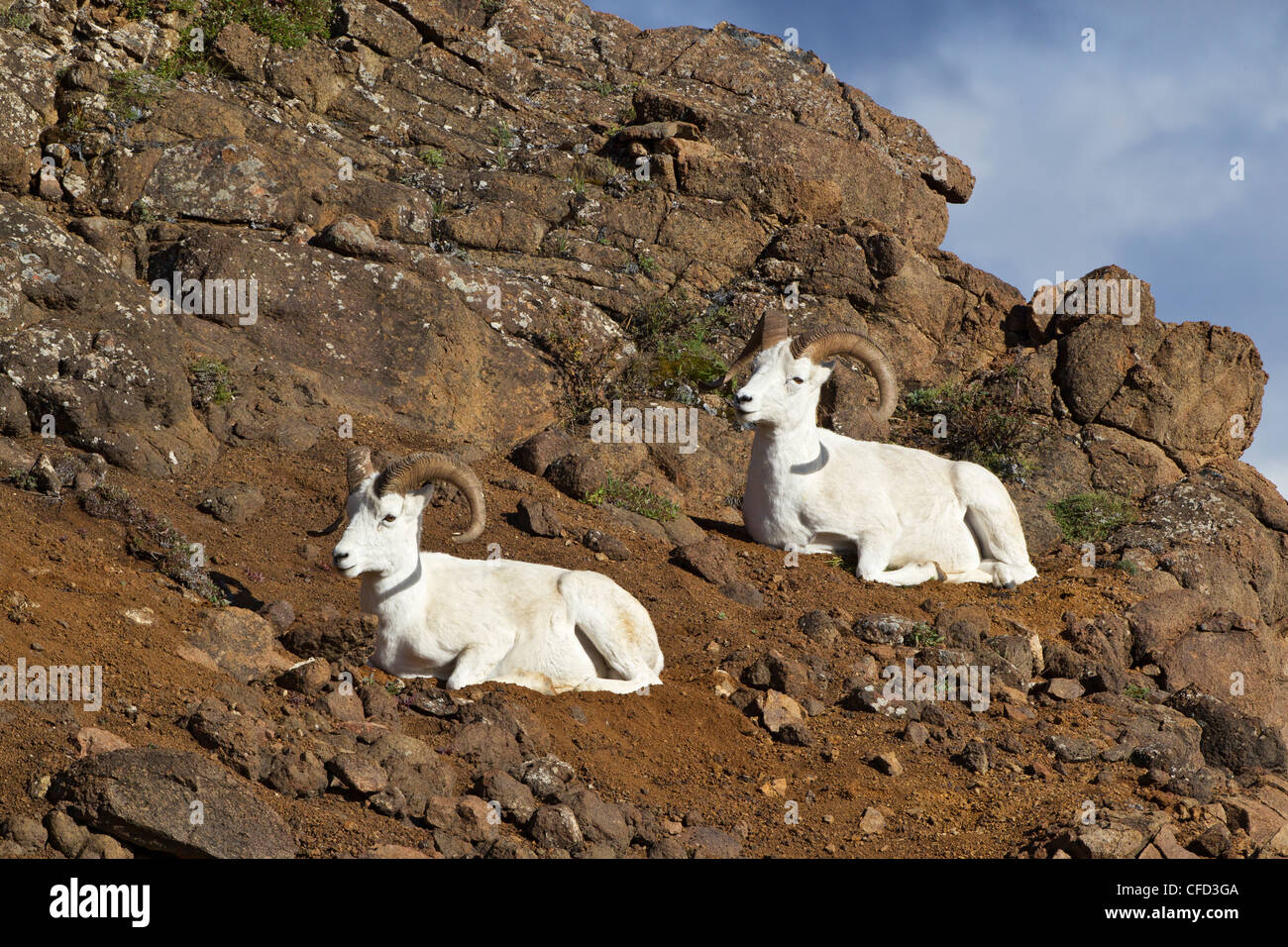 Dall-Schafe (Ovis Dalli Dalli), Rams, Polychrome Pass, Denali National Park, Alaska, Vereinigte Staaten von Amerika Stockfoto