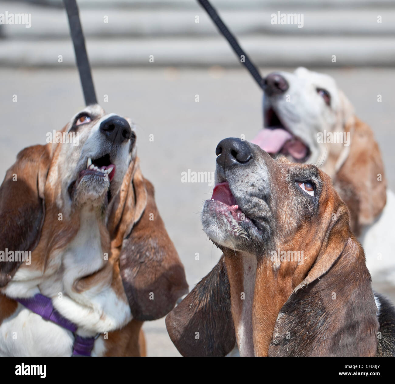 Basset Hound Hunde nachschlagen und betteln. Winnipeg, Manitoba, Kanada. Stockfoto